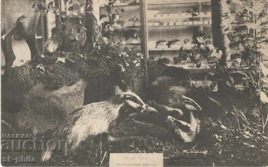 Old postcard - Fauna - Stuffed badger