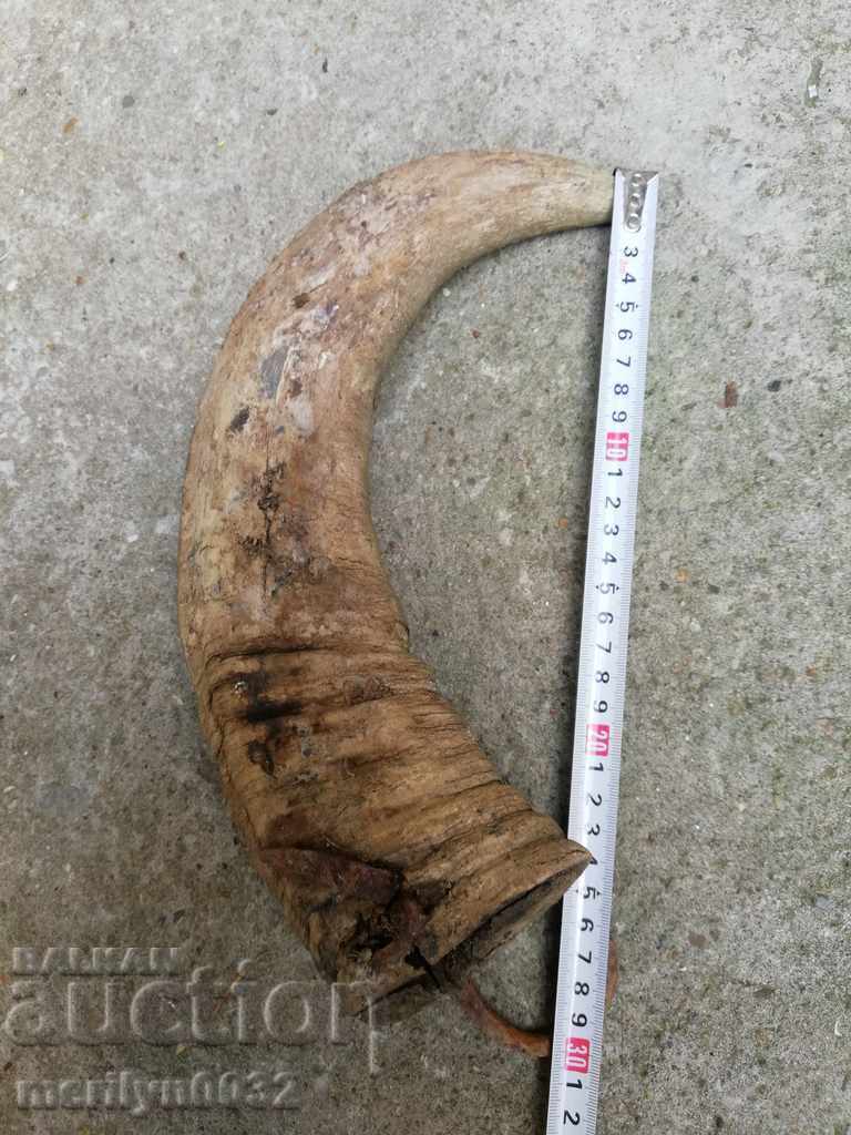 Auction Bismarck hazelnut tarnata Auction Bismarck hazelnut tarnata