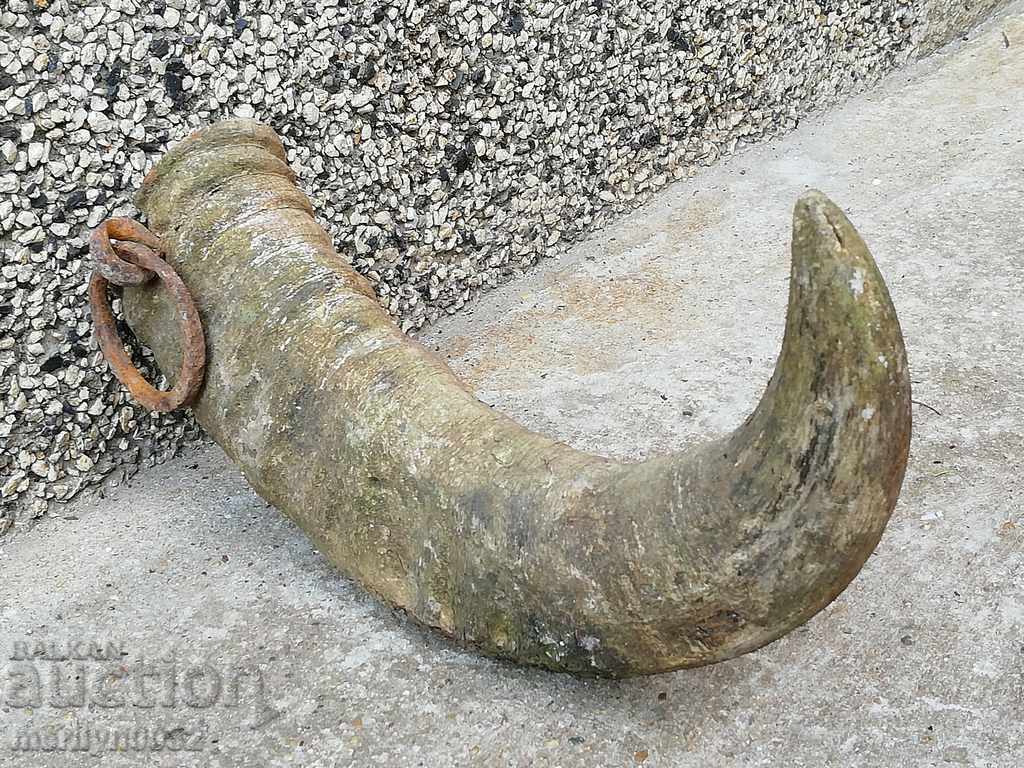 Delivery of Bismarck hazelnut tarnata Delivery of Bismarck hazelnut tarnata