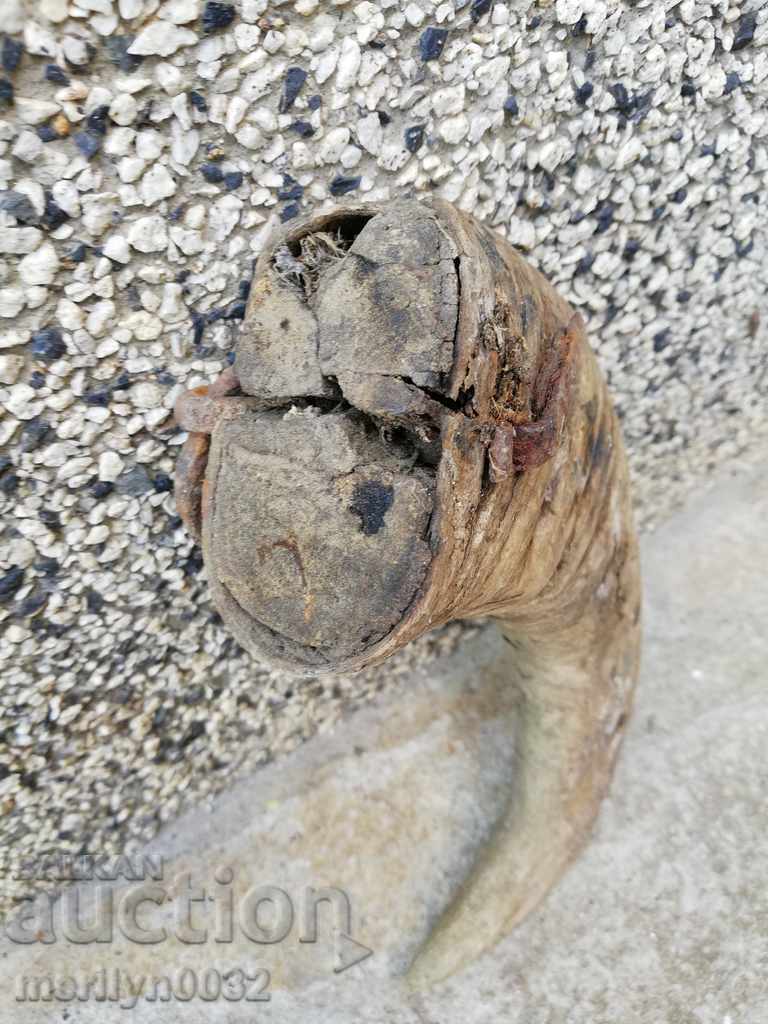 Bismarck hazelnut tarnata - 5 Bismarck hazelnut tarnata - 5