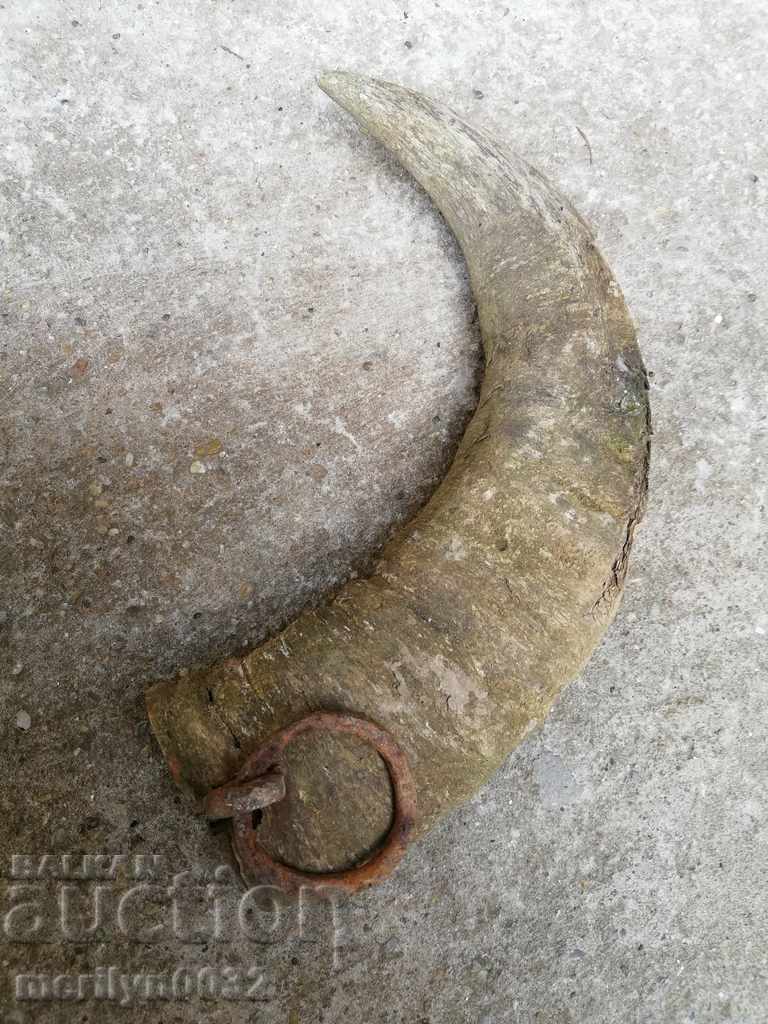 Bismarck hazelnut tarnata - 6 Bismarck hazelnut tarnata - 6