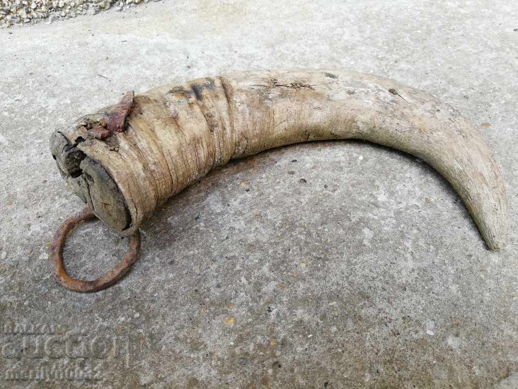 Bismarck hazelnut tarnata - 7 Bismarck hazelnut tarnata - 7