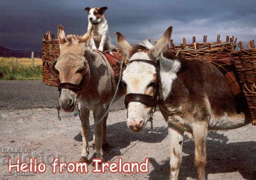 Παλιά κάρτα - Χιούμορ - Δωρεάν μεταφορά στην Ιρλανδία