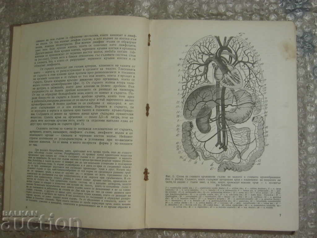 Delivery of Medicine. Anatomy of the vascular system Delivery of Medicine. Anatomy of the vascular system