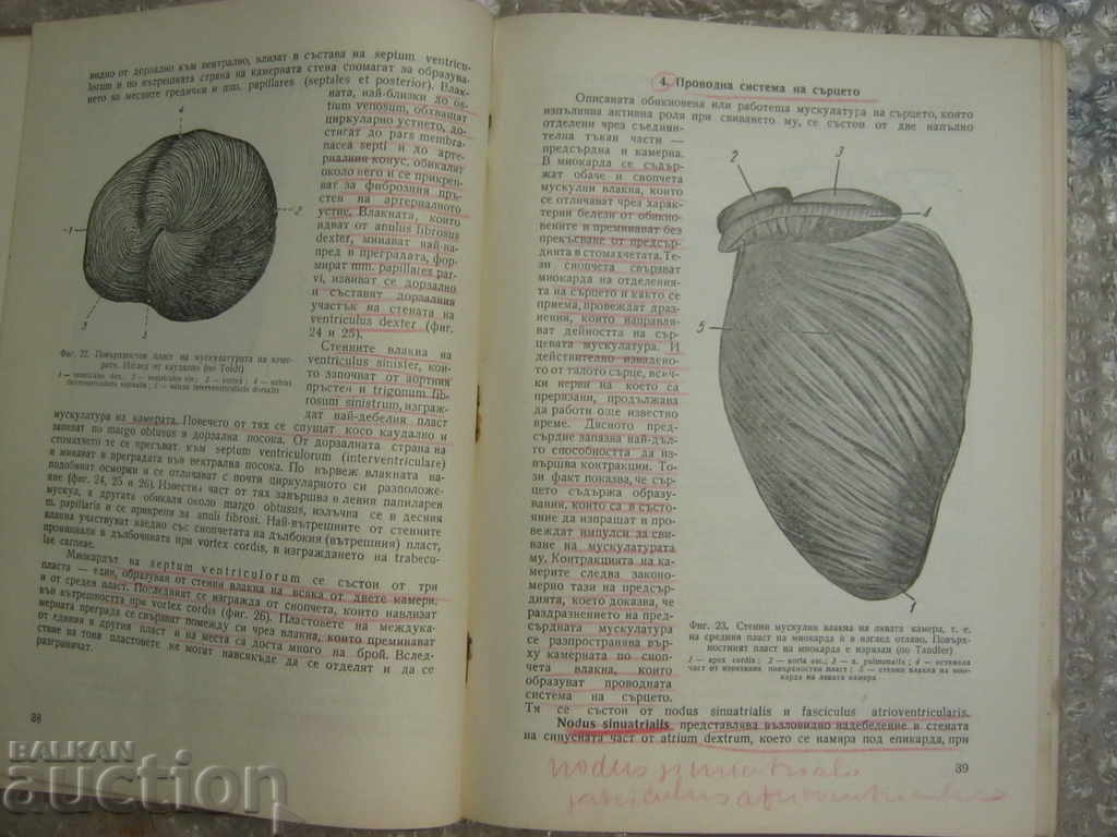 Medicine. Anatomy of the vascular system - 5 Medicine. Anatomy of the vascular system - 5