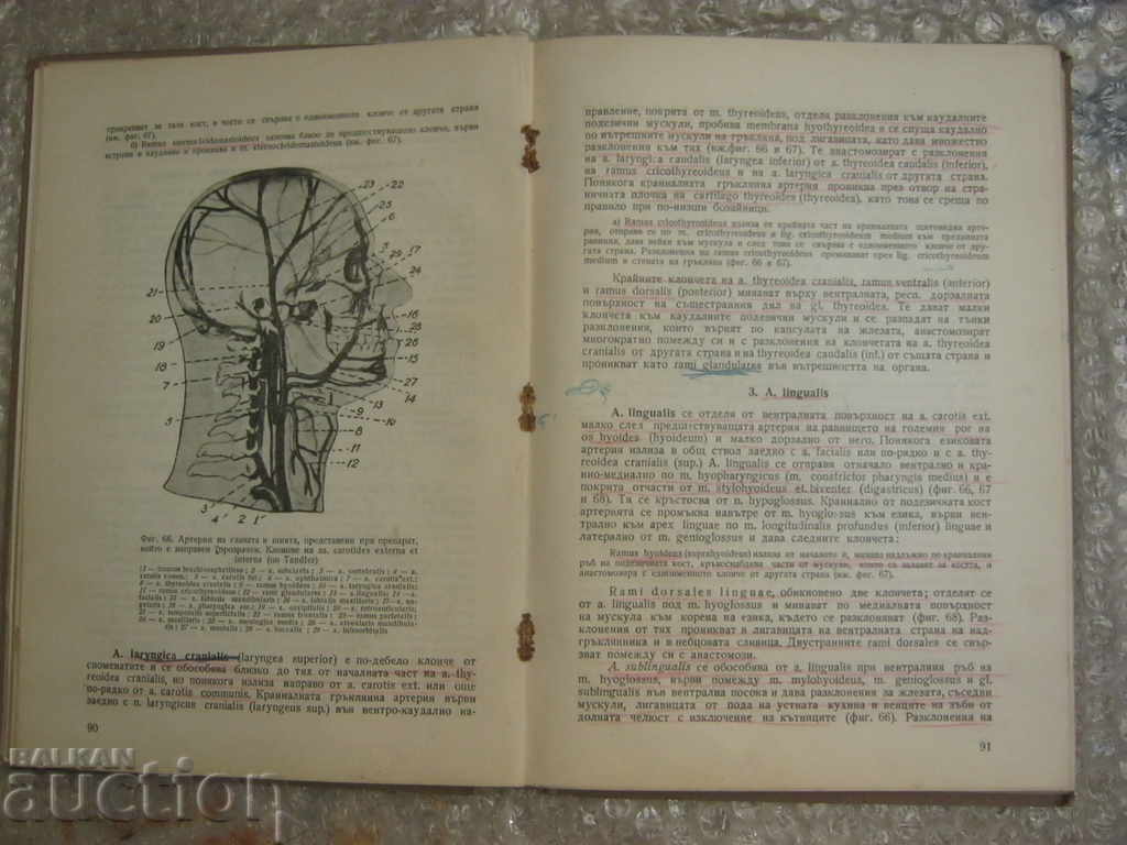 Medicine. Anatomy of the vascular system - 6 Medicine. Anatomy of the vascular system - 6
