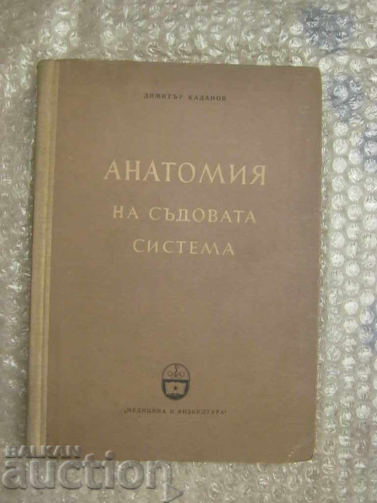 Medicine. Anatomy of the vascular system Medicine. Anatomy of the vascular system