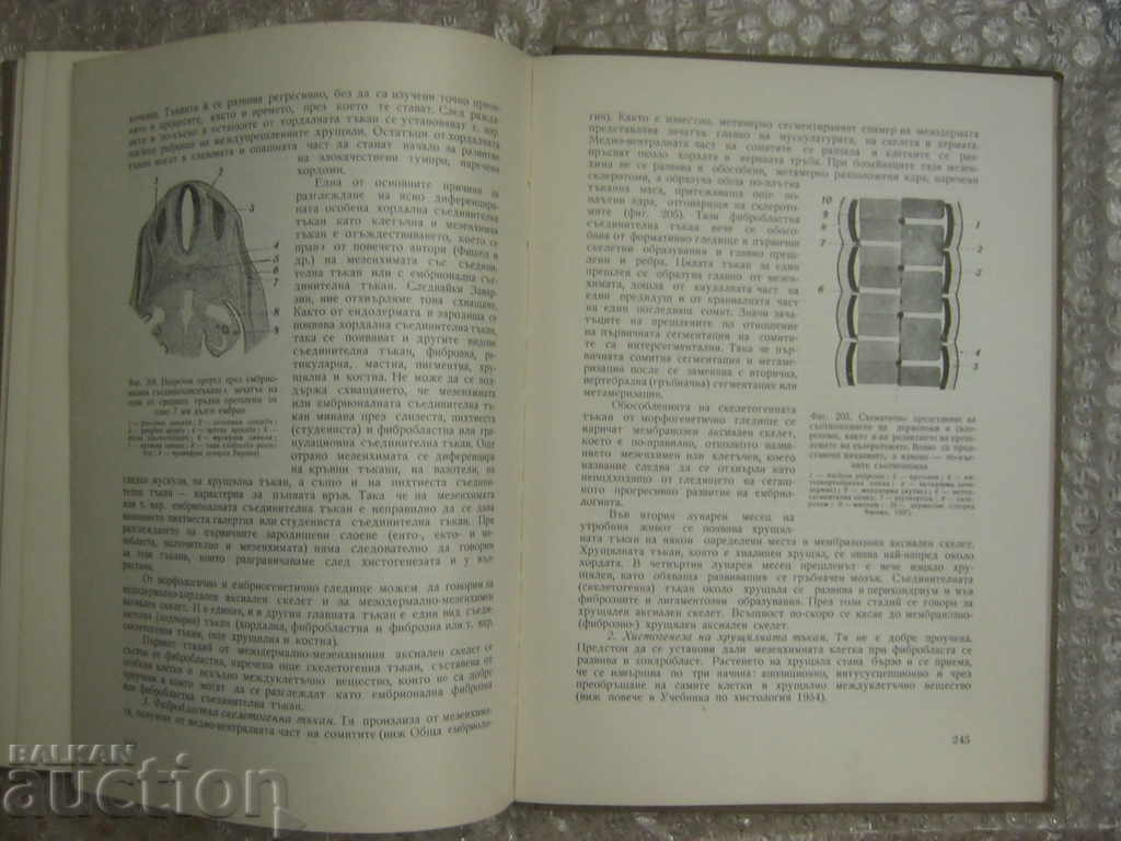 Medicine. Embryology - 5 Medicine. Embryology - 5