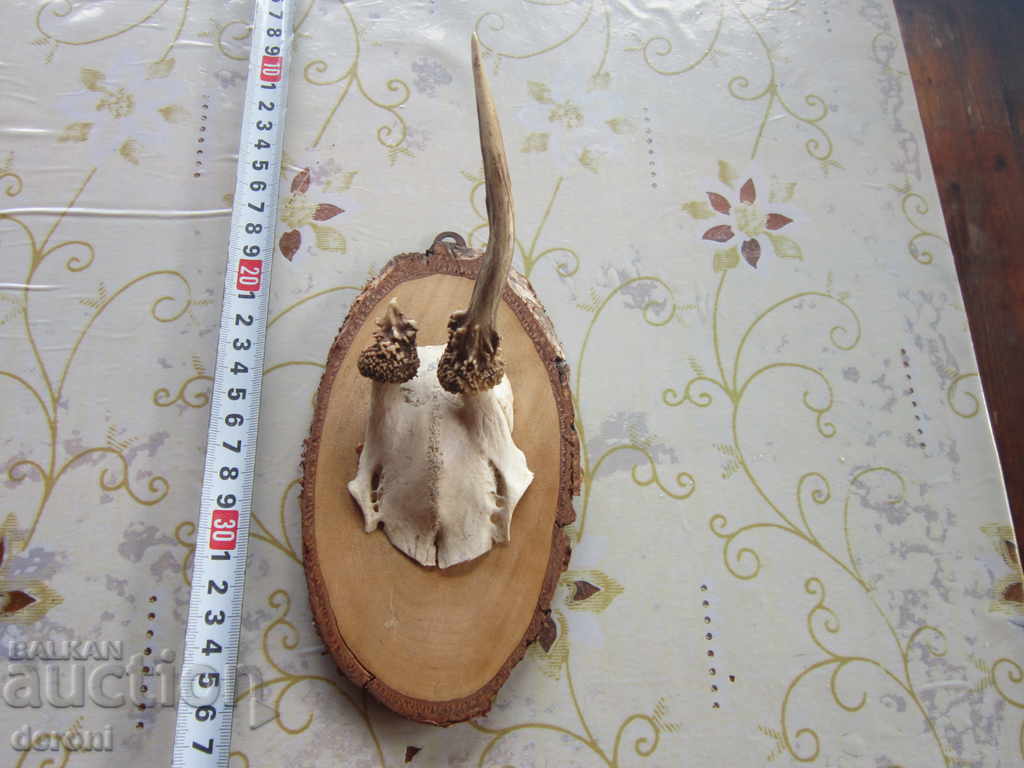 Vechiul trofeu de trofeu german de vânătoare 20 cu preț 15.00 BGN | € 7.67