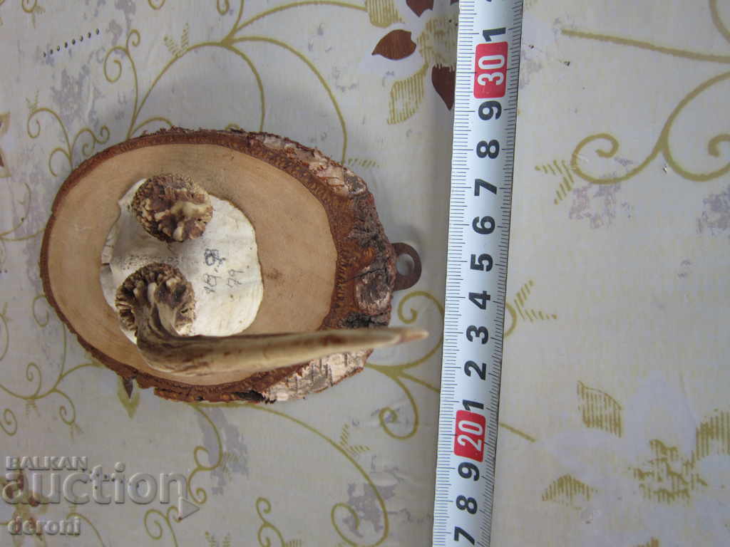 Licitație Vechiul trofeu de trofeu german de vânătoare 20