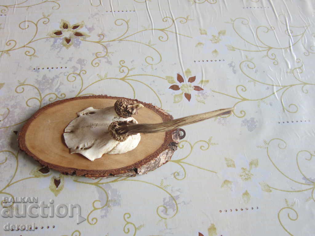 Livrarea Vechiul trofeu de trofeu german de vânătoare 20