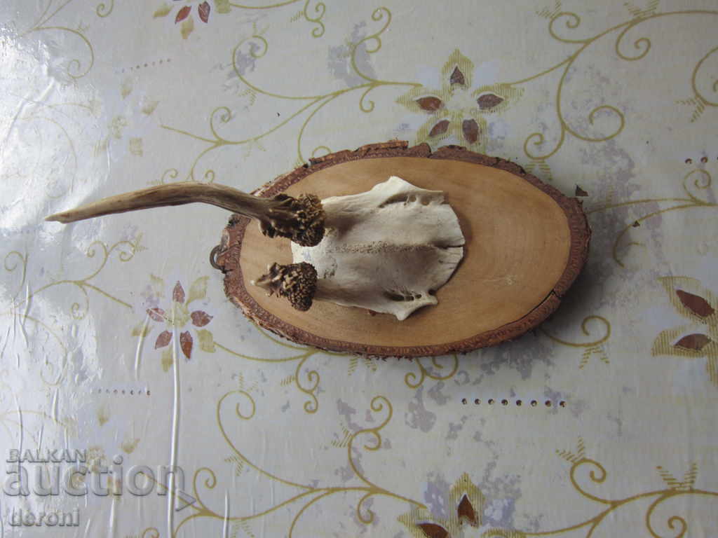 Vechiul trofeu de trofeu german de vânătoare 20 - 6