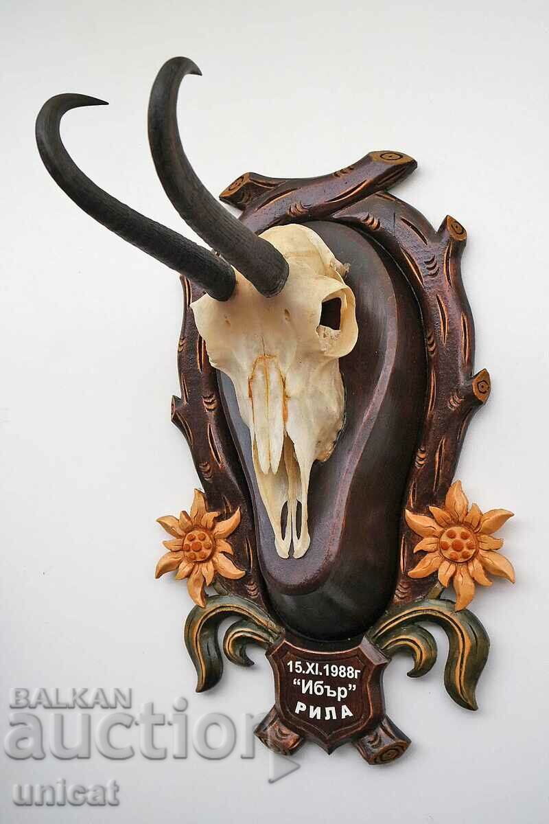 Wild chamois hunting trophy with carving holder