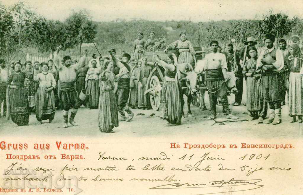 Поздрав от Варна 1901 Велчев- На гроздобер в Евксиноград