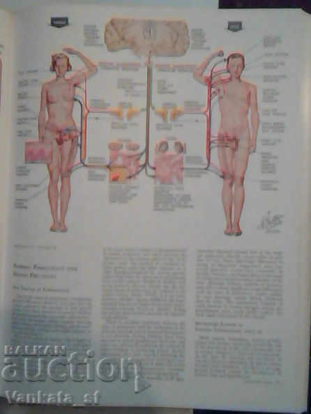 Auction Endocrine system and selected metabolic diseases Auction Endocrine system and selected metabolic diseases