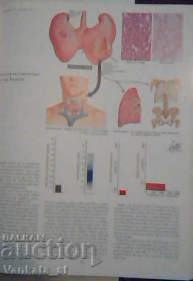 Доставка на Endocrine system and selected metabolic diseases