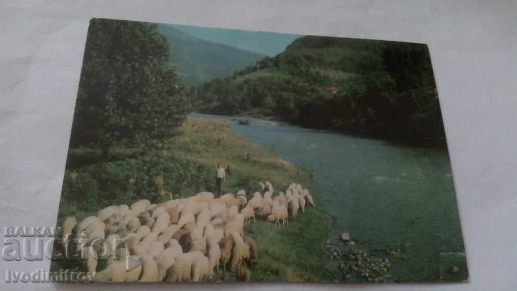 Postcard Teteven River Vit 1975