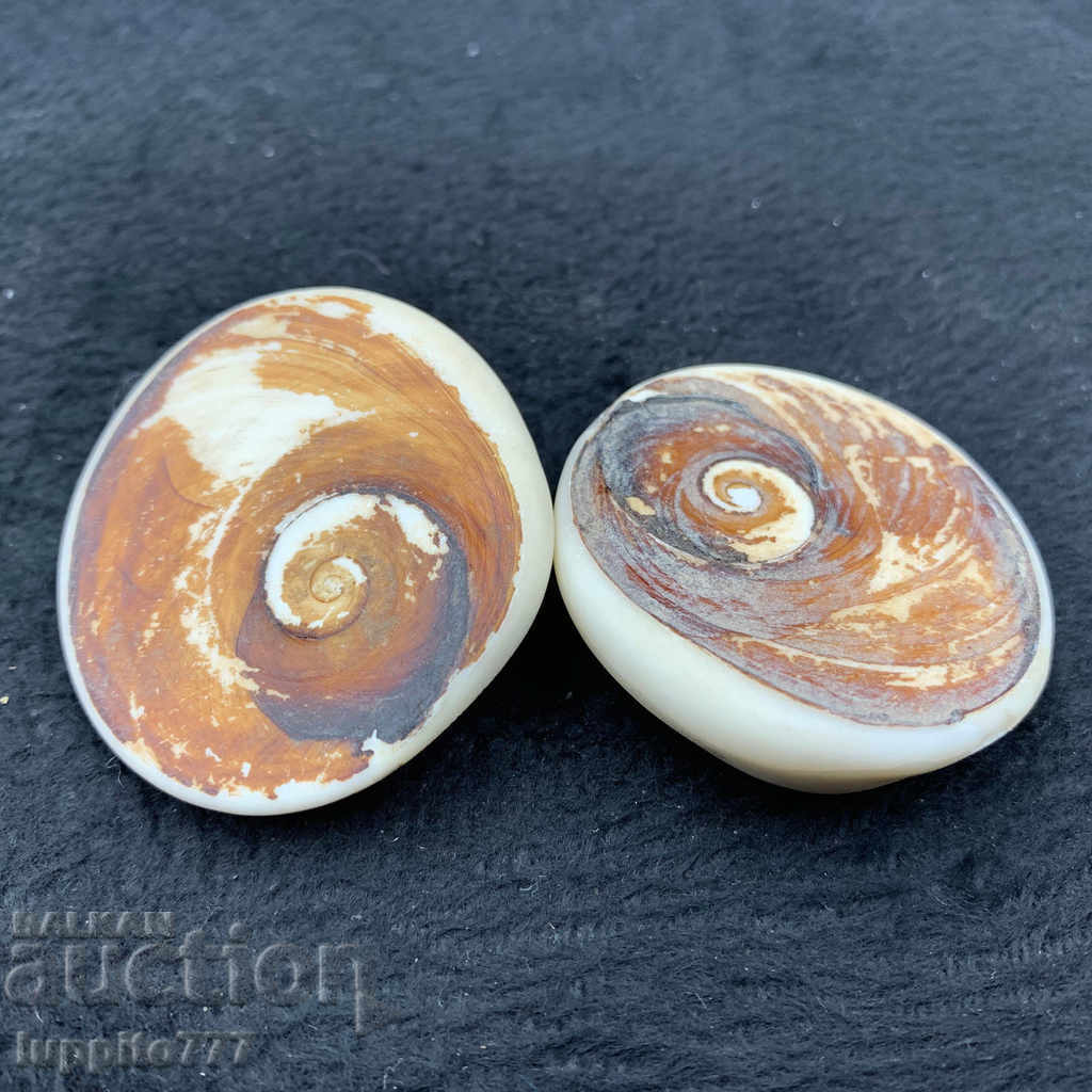 fossil ammonite natural marine opalised with price 68.76 BGN | € 35.16 fossil ammonite natural marine opalised with price 68.76 BGN | € 35.16