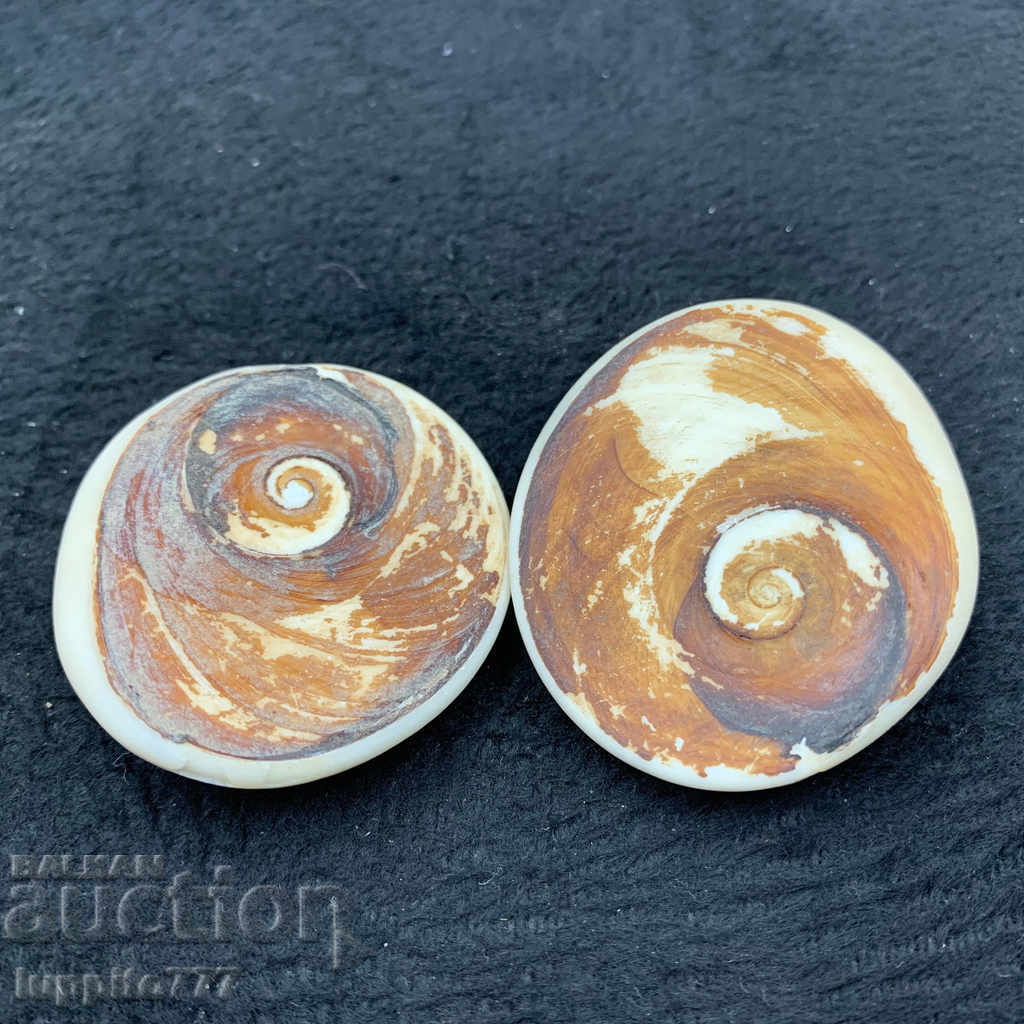 Auction fossil ammonite natural marine opalised Auction fossil ammonite natural marine opalised