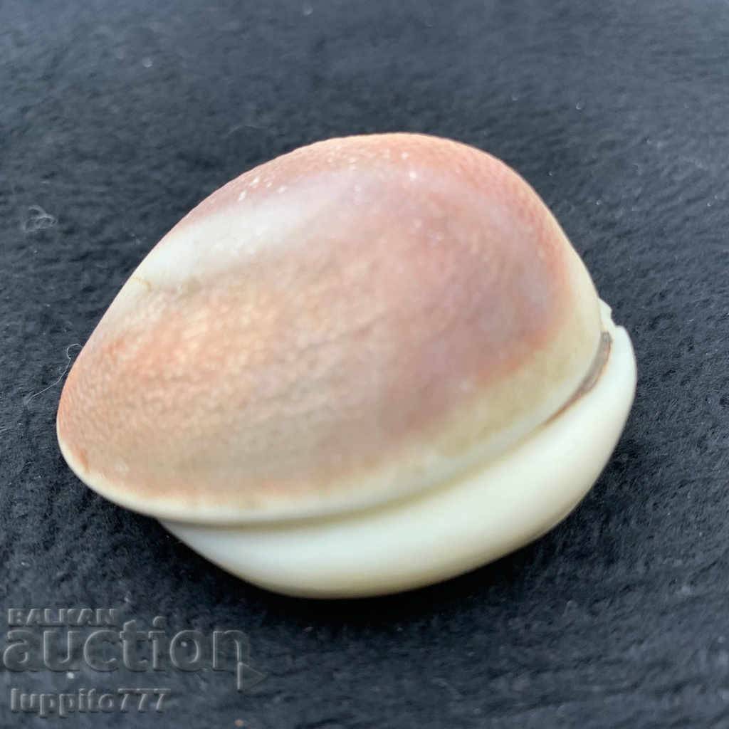 Delivery of fossil ammonite natural marine opalised Delivery of fossil ammonite natural marine opalised