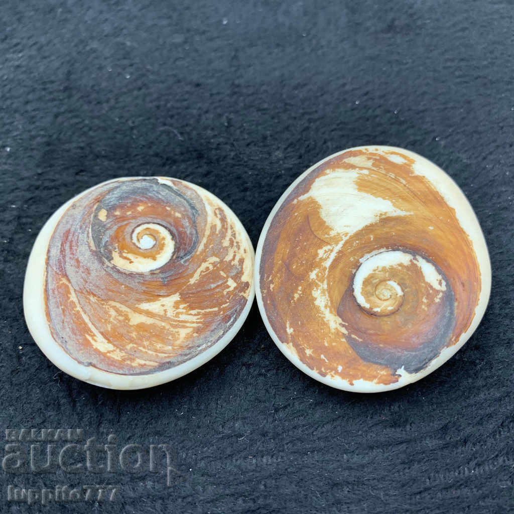fossil ammonite natural marine opalised - 5 fossil ammonite natural marine opalised - 5