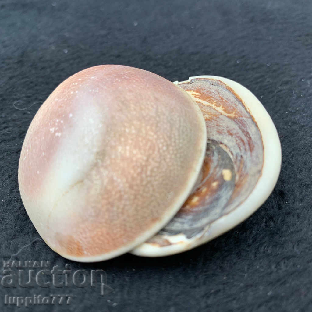 fossil ammonite natural marine opalised - 6 fossil ammonite natural marine opalised - 6