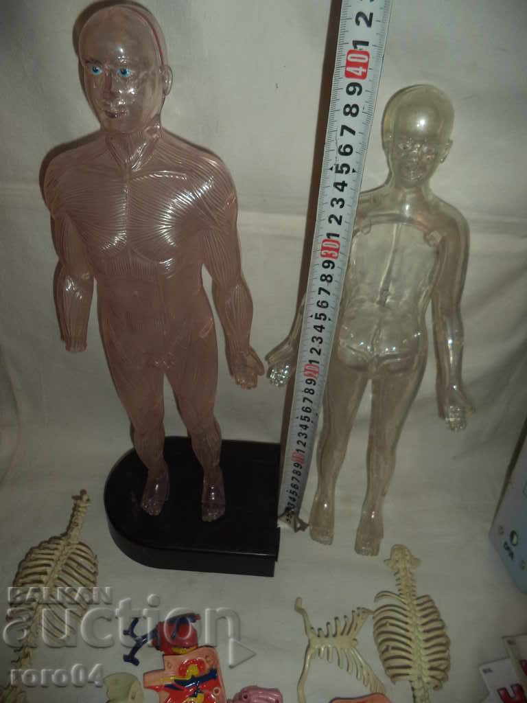 ΑΝΘΡΩΠΙΝΟ ΣΩΜΑ με τιμή 31.50 BGN | € 16.11 ΑΝΘΡΩΠΙΝΟ ΣΩΜΑ με τιμή 31.50 BGN | € 16.11