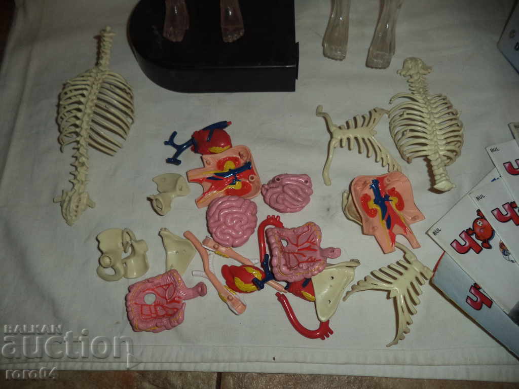 Δημοπρασία ΑΝΘΡΩΠΙΝΟ ΣΩΜΑ Δημοπρασία ΑΝΘΡΩΠΙΝΟ ΣΩΜΑ