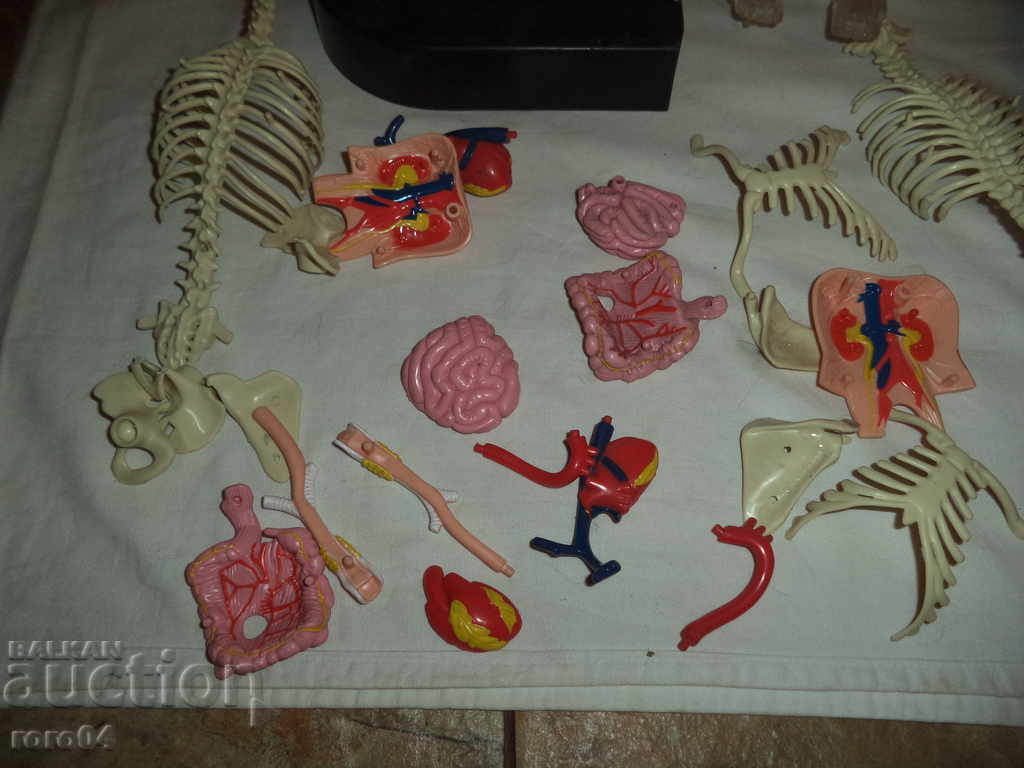 ΑΝΘΡΩΠΙΝΟ ΣΩΜΑ - 7 ΑΝΘΡΩΠΙΝΟ ΣΩΜΑ - 7