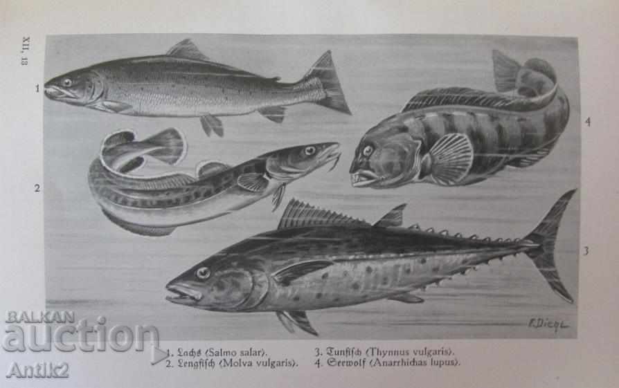 1927. Book Encyclopedia Pisces and Amphibians with price 62.50 BGN | € 31.96