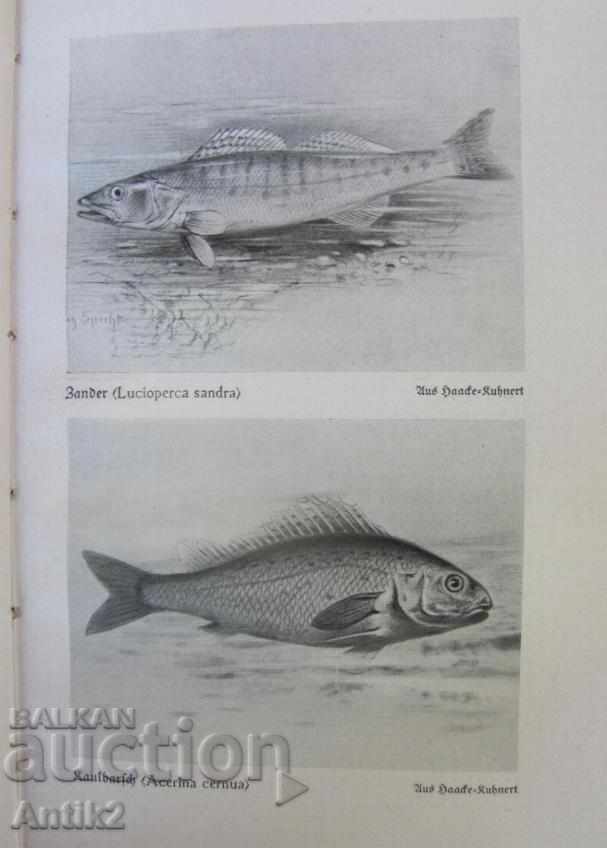 Auction  1927. Book Encyclopedia Pisces and Amphibians