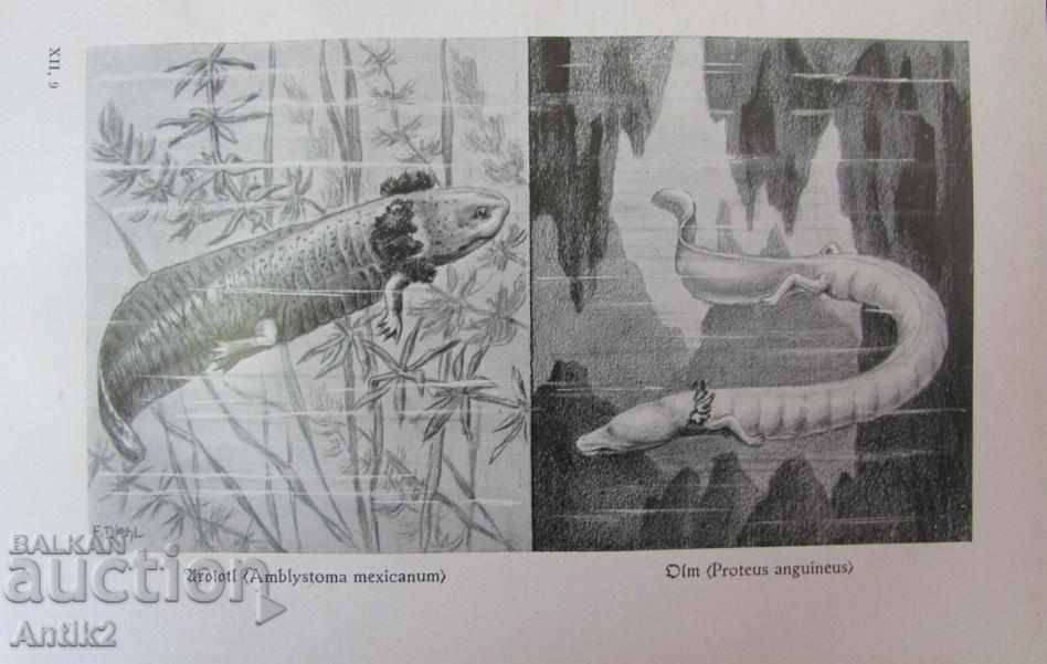 Delivery of 1927. Book Encyclopedia Pisces and Amphibians