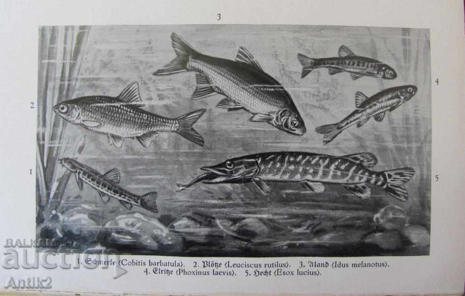 1927. Book Encyclopedia Pisces and Amphibians - 5