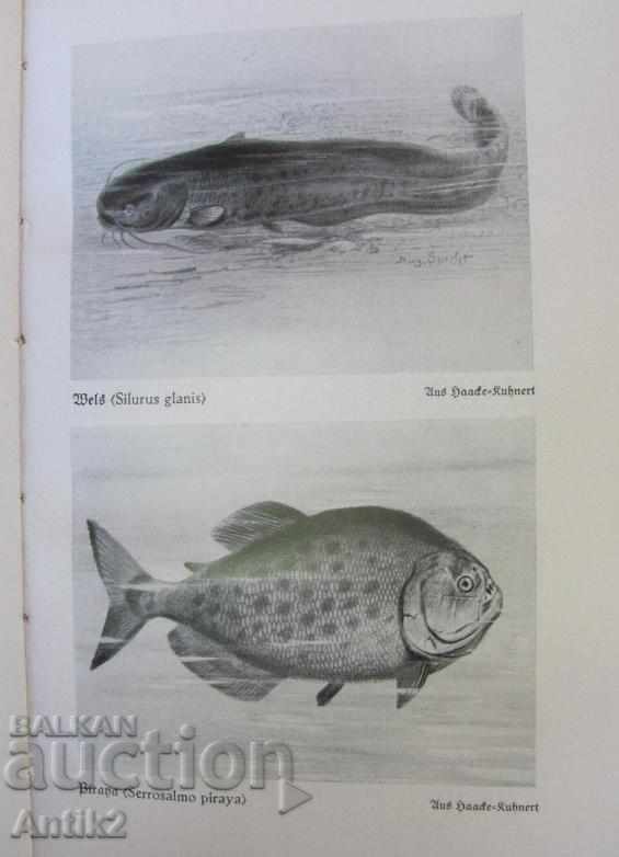 1927. Book Encyclopedia Pisces and Amphibians - 6