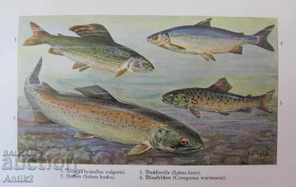 1927. Book Encyclopedia Pisces and Amphibians - 7