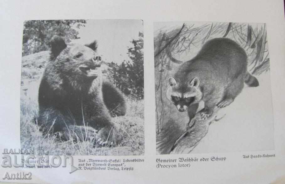 1927. Germany Book Encyclopedia for Animals with price 125.00 BGN | € 63.91 1927. Germany Book Encyclopedia for Animals with price 125.00 BGN | € 63.91