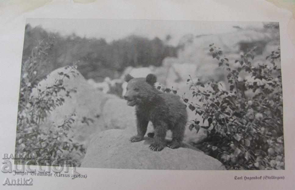 Auction 1927. Germany Book Encyclopedia for Animals Auction 1927. Germany Book Encyclopedia for Animals