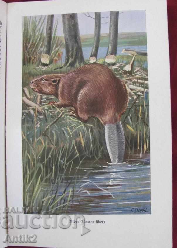 Delivery of 1927. Germany Book Encyclopedia for Animals Delivery of 1927. Germany Book Encyclopedia for Animals