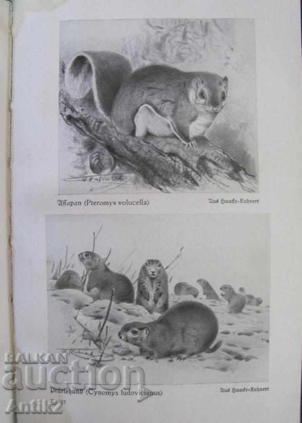 1927. Germany Book Encyclopedia for Animals - 5 1927. Germany Book Encyclopedia for Animals - 5