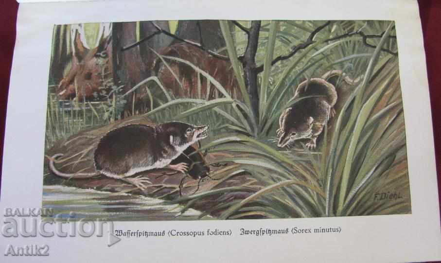 1927. Germany Book Encyclopedia for Animals - 6 1927. Germany Book Encyclopedia for Animals - 6