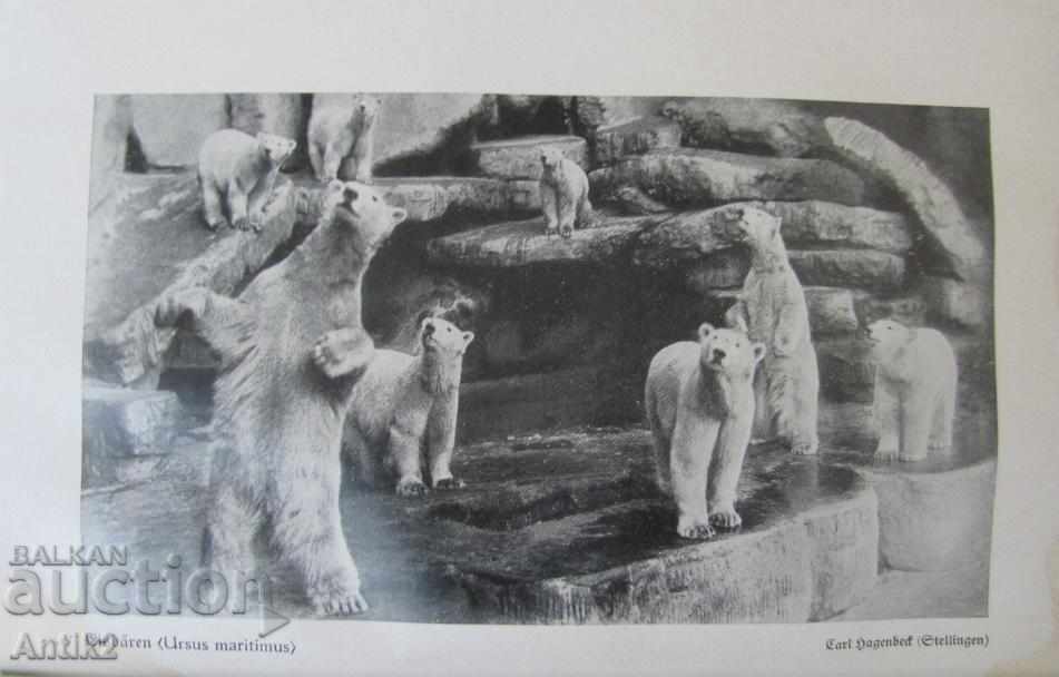 1927. Germany Book Encyclopedia for Animals - 7 1927. Germany Book Encyclopedia for Animals - 7