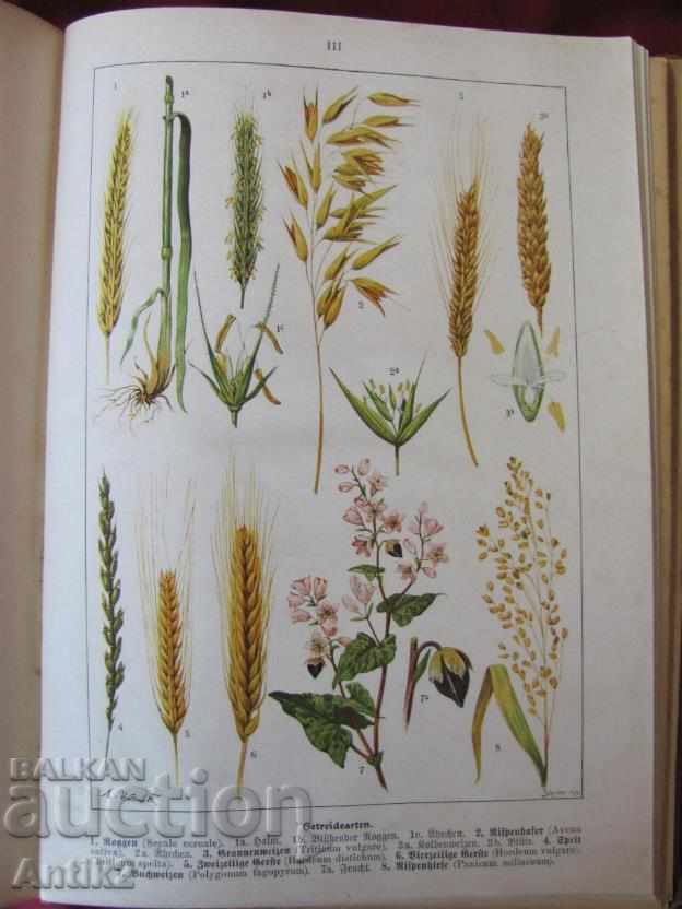 Δημοπρασία 1900η Γερμανία εγκυκλοπαίδεια Δημοπρασία 1900η Γερμανία εγκυκλοπαίδεια