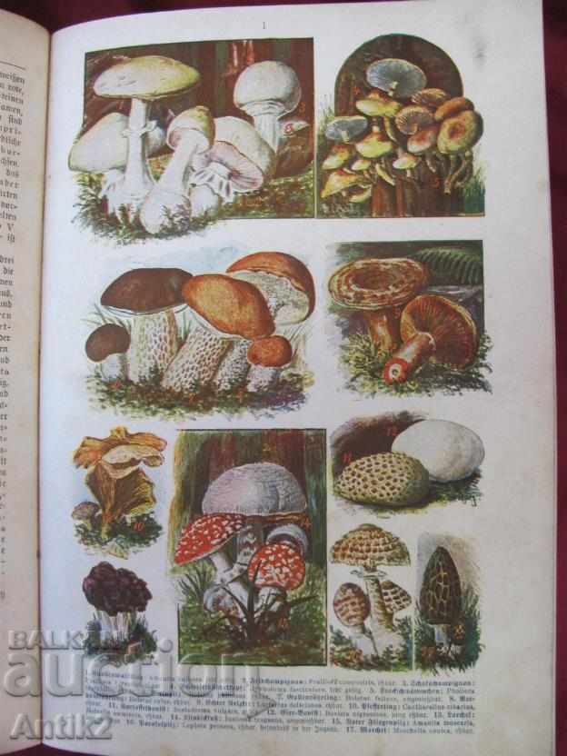 Παράδοση 1900η Γερμανία εγκυκλοπαίδεια Παράδοση 1900η Γερμανία εγκυκλοπαίδεια