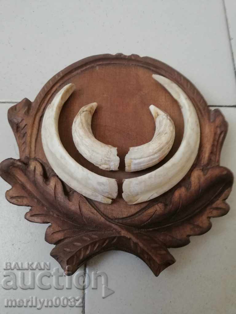 Boar teeth hunting trophy tusks with price 178.00 BGN | € 91.01 Boar teeth hunting trophy tusks with price 178.00 BGN | € 91.01