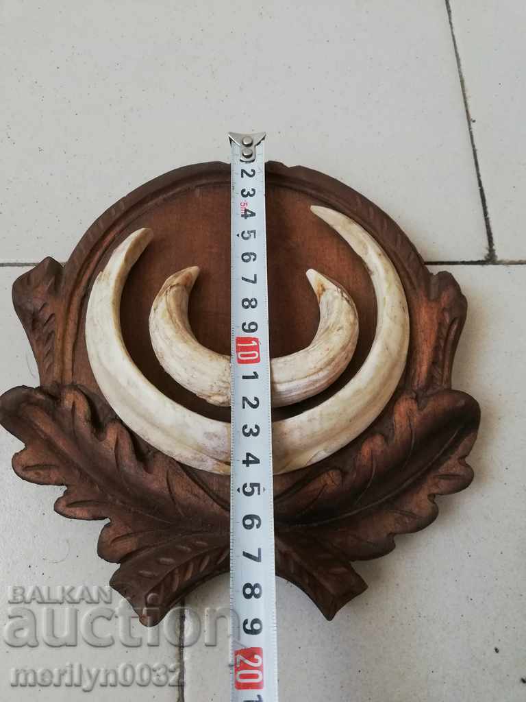Boar teeth hunting trophy tusks - 5 Boar teeth hunting trophy tusks - 5