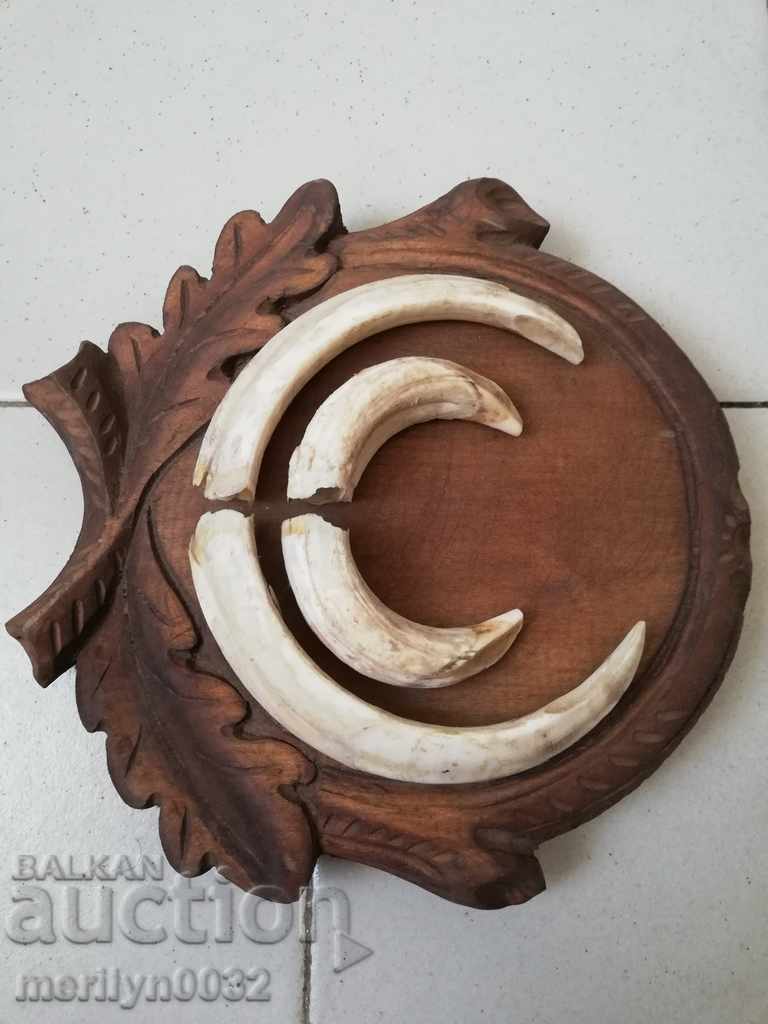 Boar teeth hunting trophy tusks - 6 Boar teeth hunting trophy tusks - 6