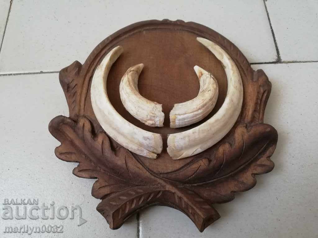 Boar teeth hunting trophy tusks - 7 Boar teeth hunting trophy tusks - 7