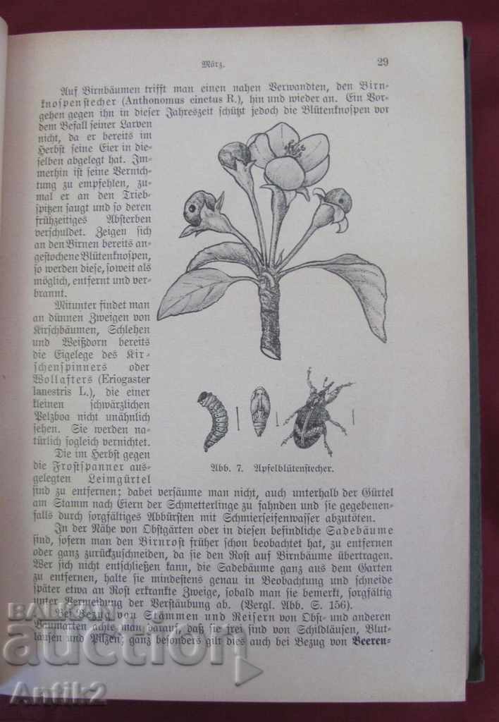 Auction 1926 An Antique Book Crop Production Germany Auction 1926 An Antique Book Crop Production Germany