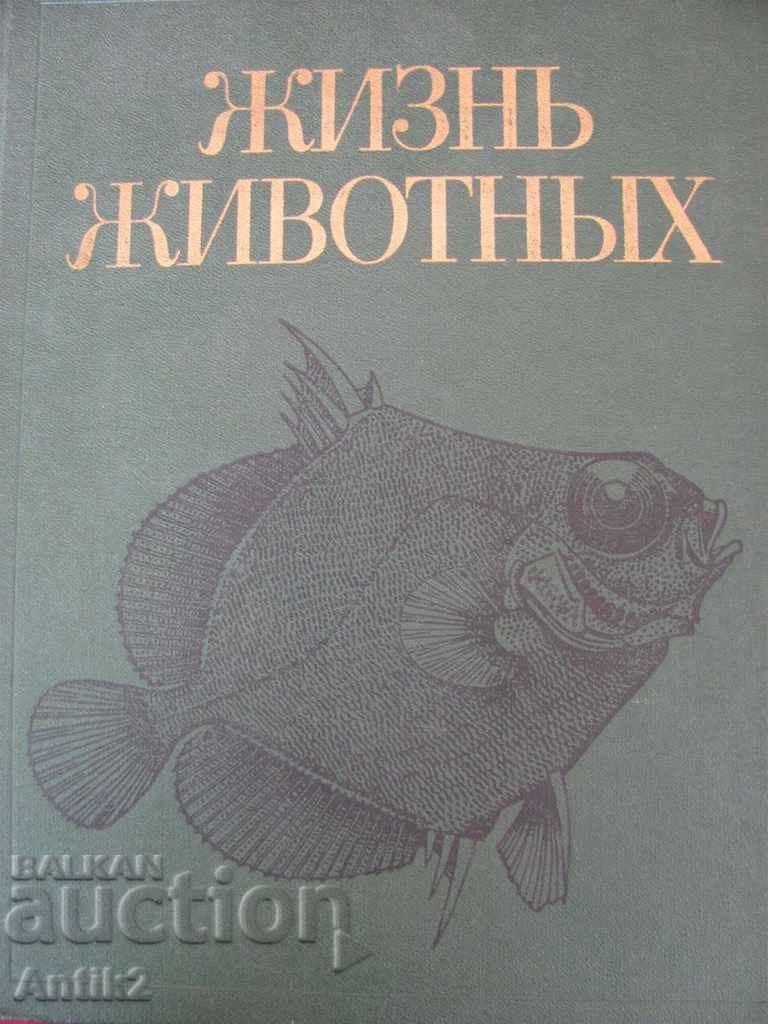 1983 Book of animals and fish Russia with price 75.00 BGN | € 38.35 1983 Book of animals and fish Russia with price 75.00 BGN | € 38.35