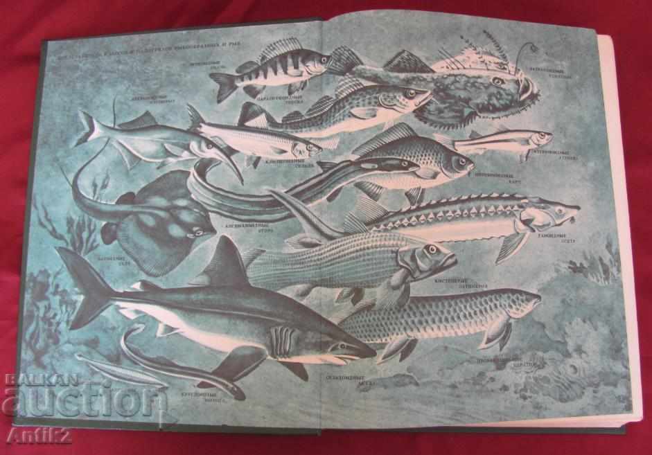 Auction 1983 Book of animals and fish Russia Auction 1983 Book of animals and fish Russia